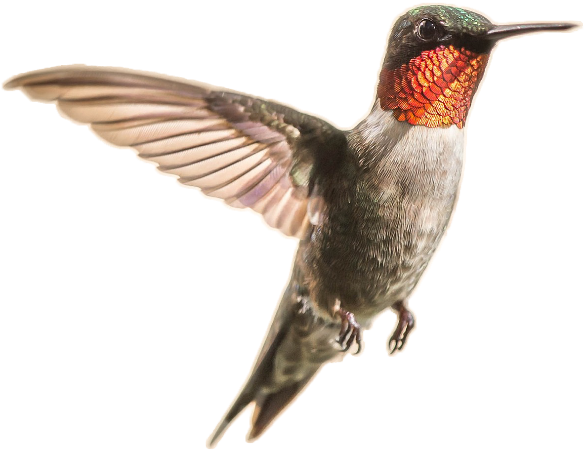 Humming bird